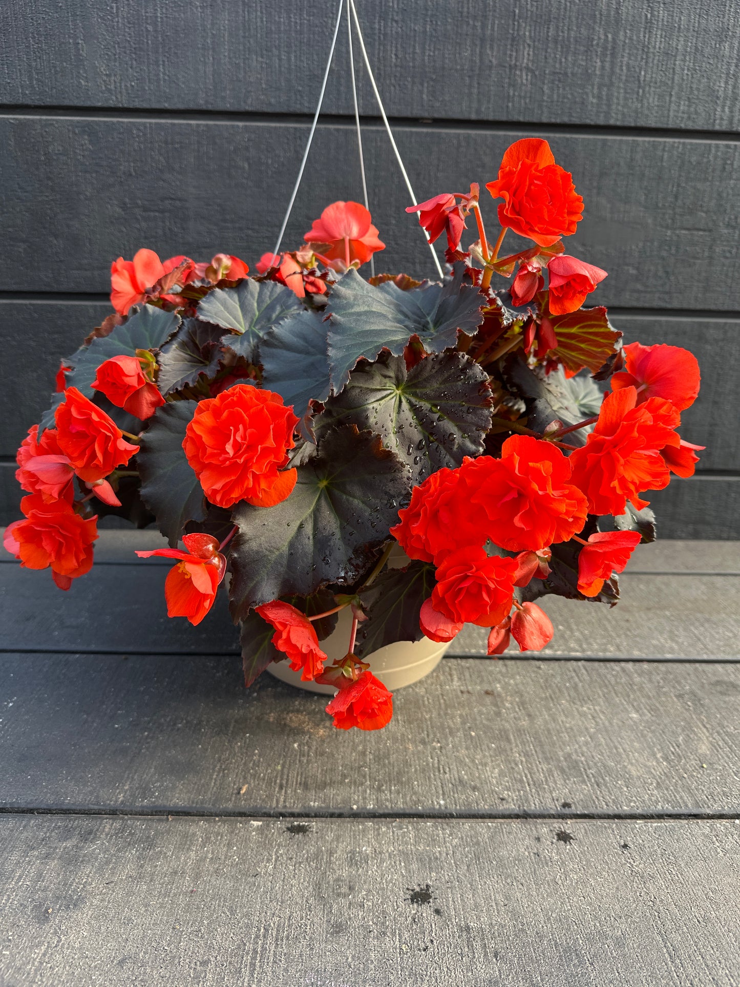 BEGONIA SOLENIAS ORANGE - 10'' HANGING BASKET