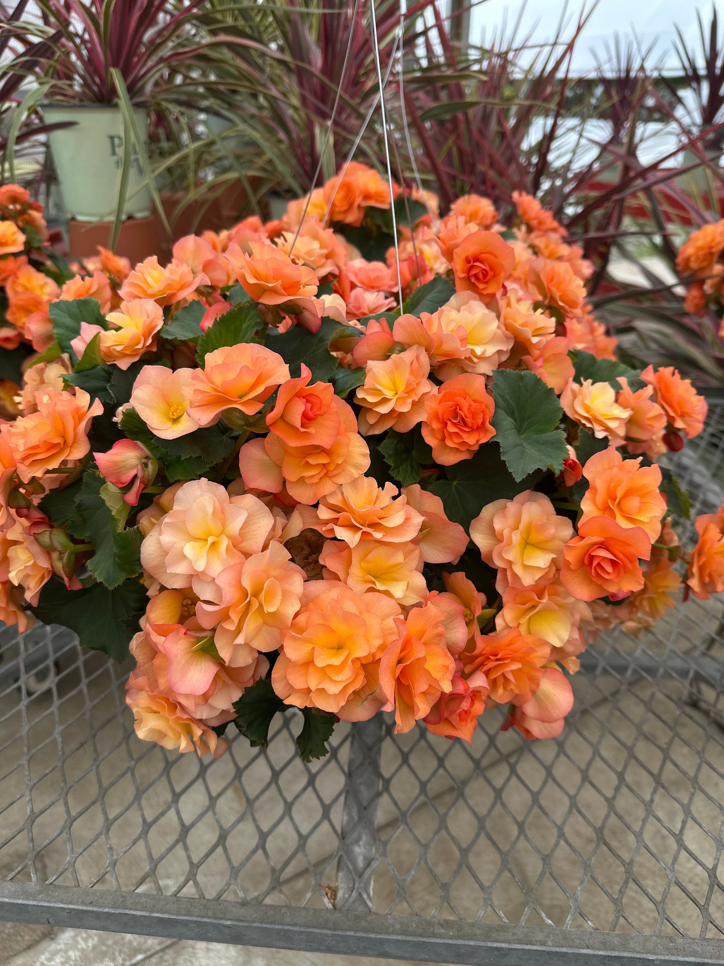 BEGONIA SOLENIAS APRICOT - 10'' HANGING BASKET