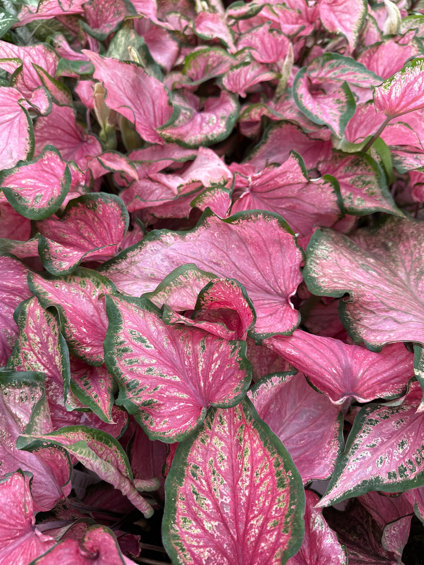 Heart to Heart Caladium