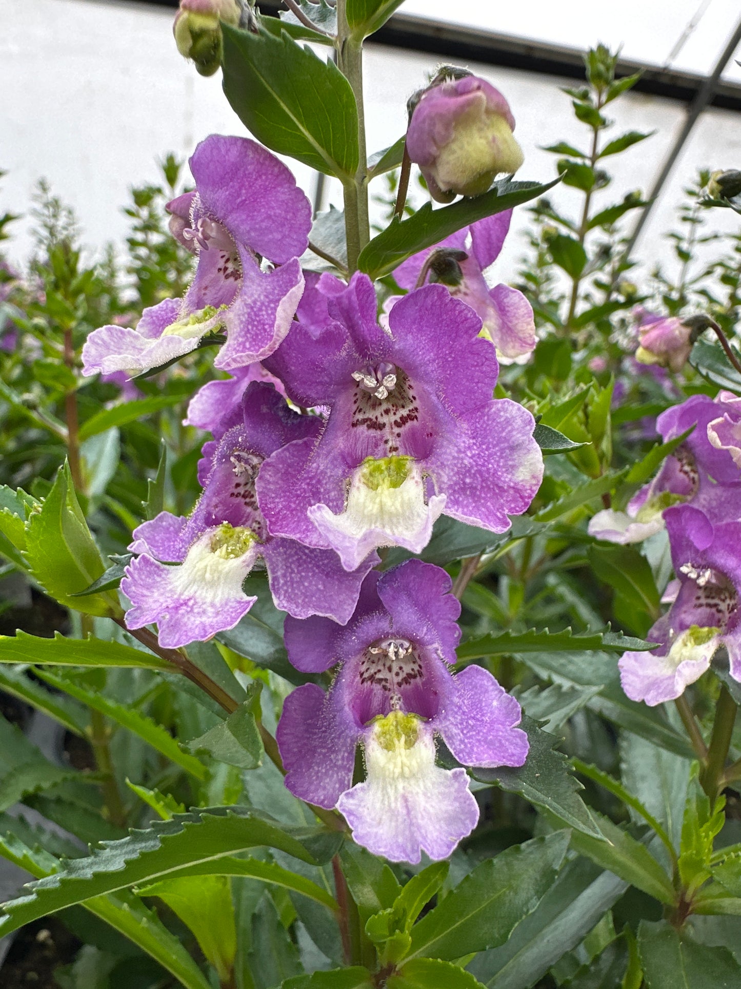 ANGELONIA ARCHANGEL BLUE BICOLOR - 4" POT