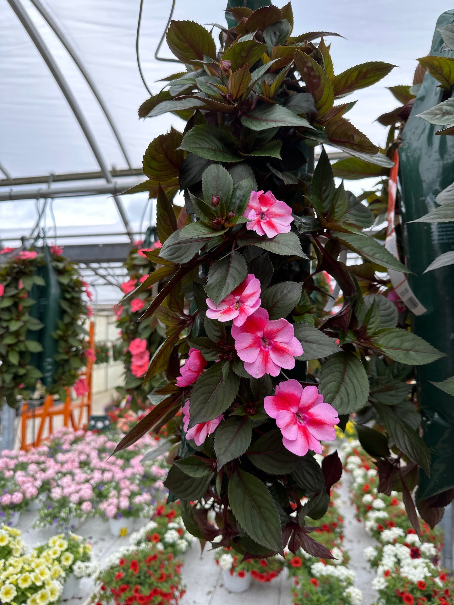 SUNPATIENS COMPACT RED CANDY - FLOWER BAG