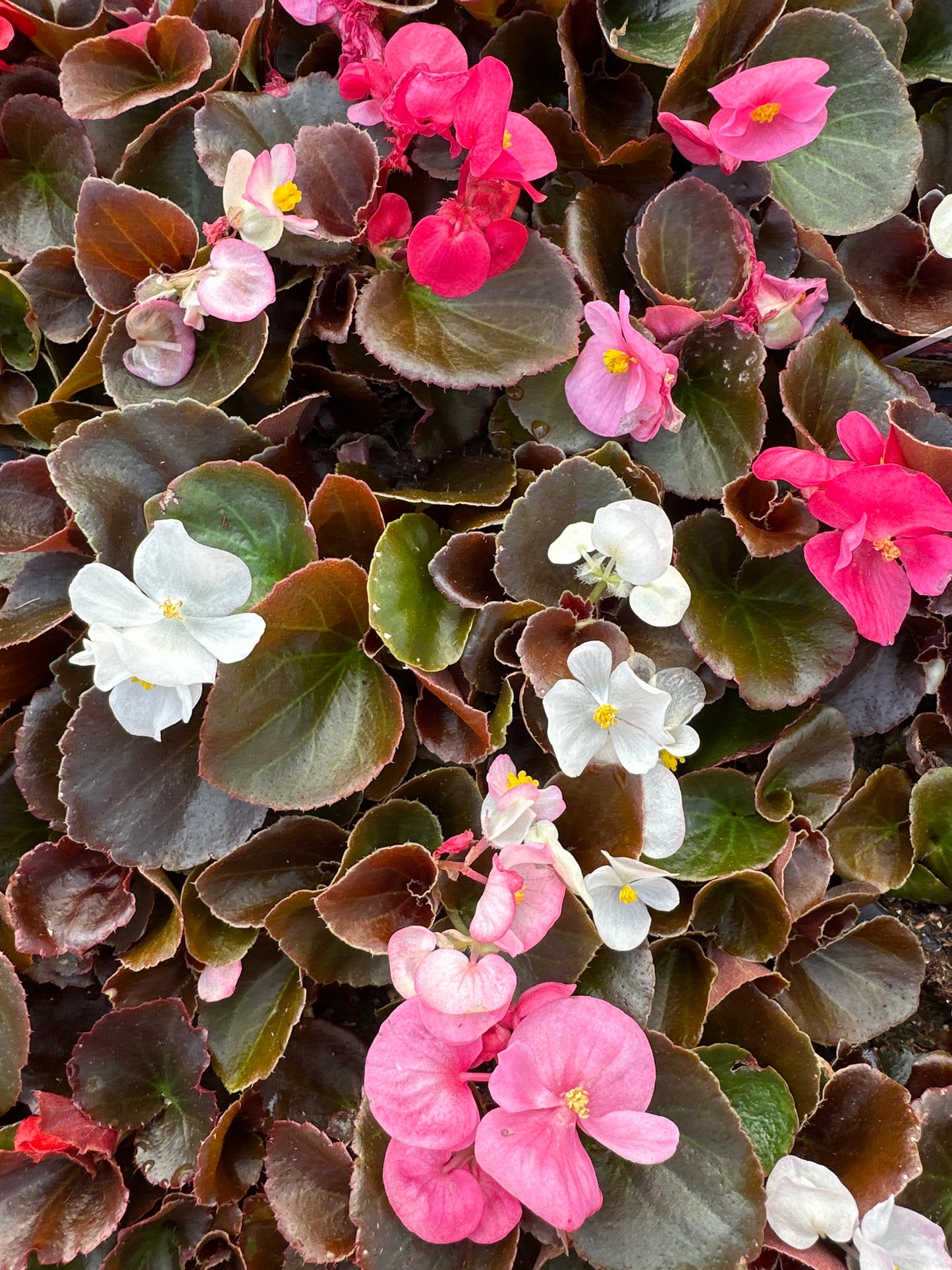 BEGONIA BADA BOOM MIX - FLAT OF 48 PLANTS