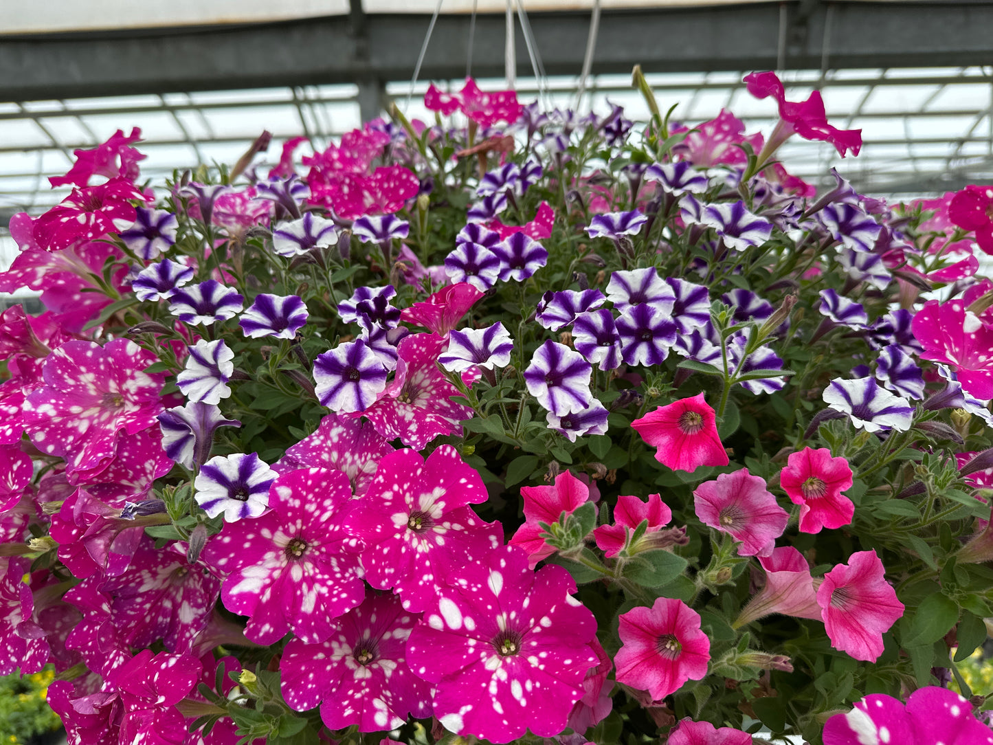 BASKET #91 - 12" HANGING BASKET