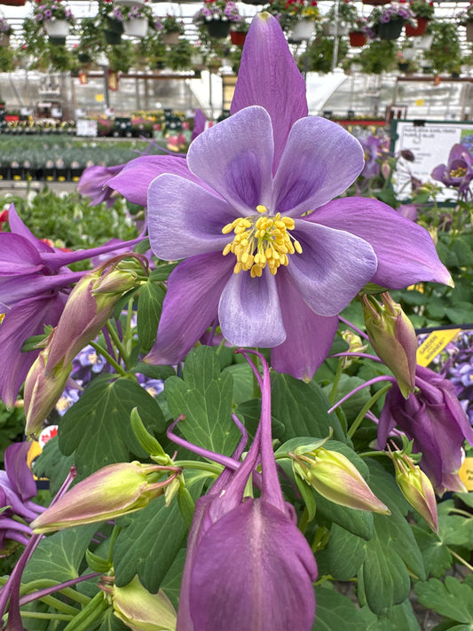Aquilegia Early Bird™ 'Purple & Blue'