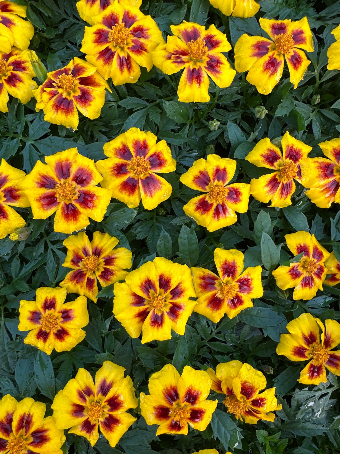 MARIGOLD DISCO MARIETTA - FLAT OF 48 PLANTS