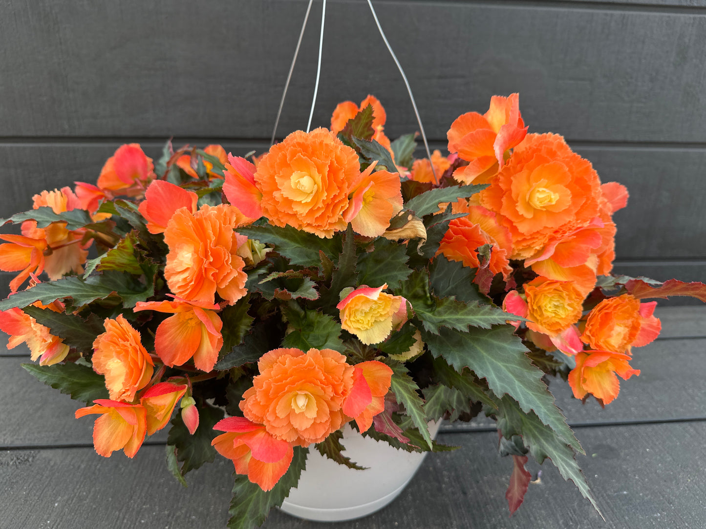 BEGONIA ICONIA PORTOFINO SUNRISE - 10'' HANGING BASKET