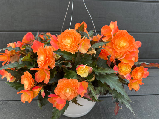 BEGONIA ICONIA PORTOFINO SUNRISE - 10'' HANGING BASKET