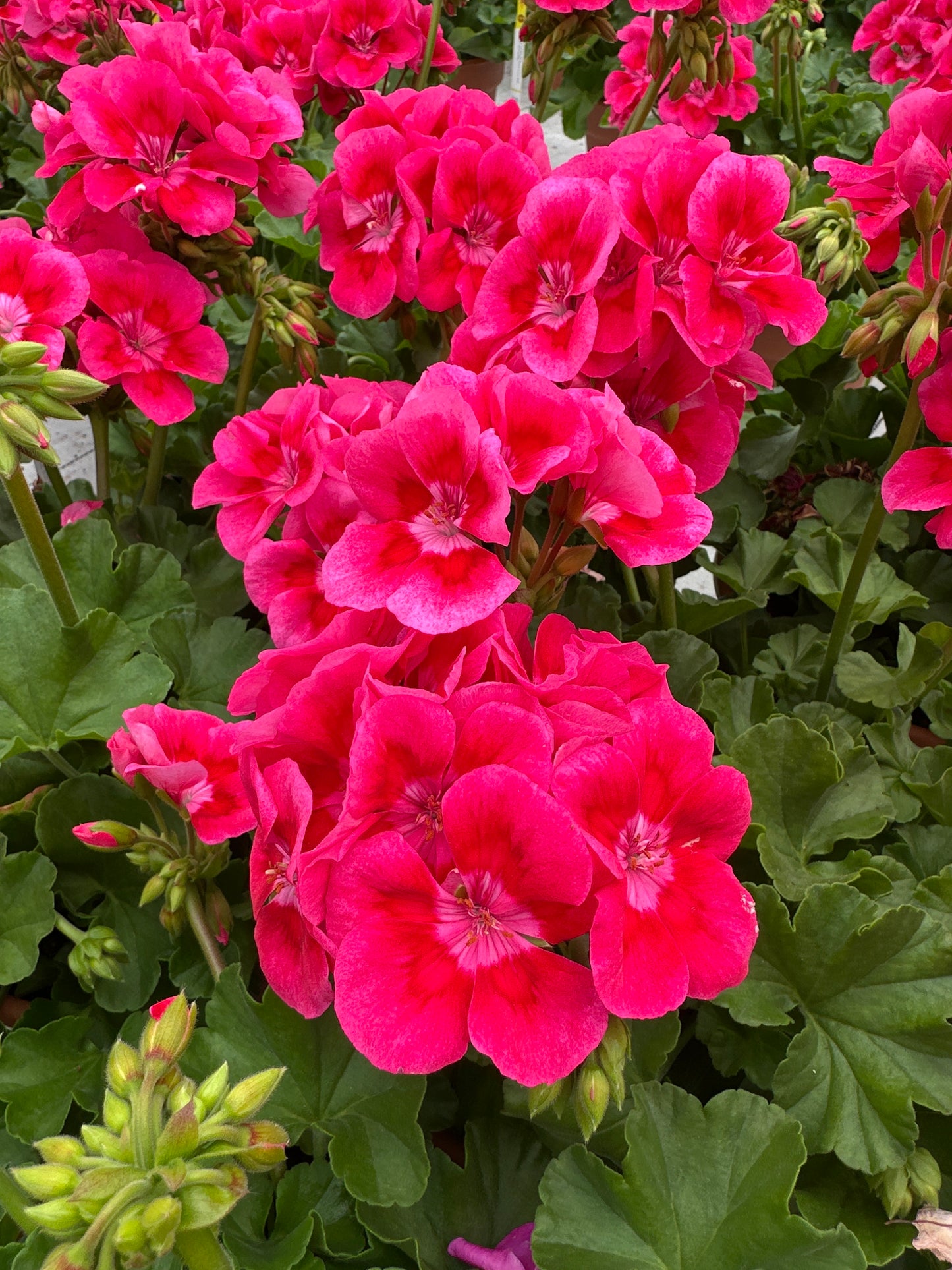 GERANIUM CALLIOPE MEDIUM HOT ROSE - 8" POT
