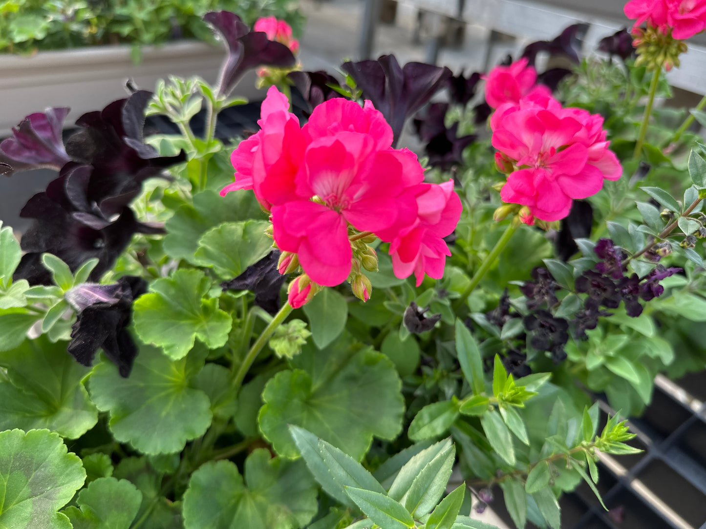 COMBO #11 - 30" WINDOW BOX