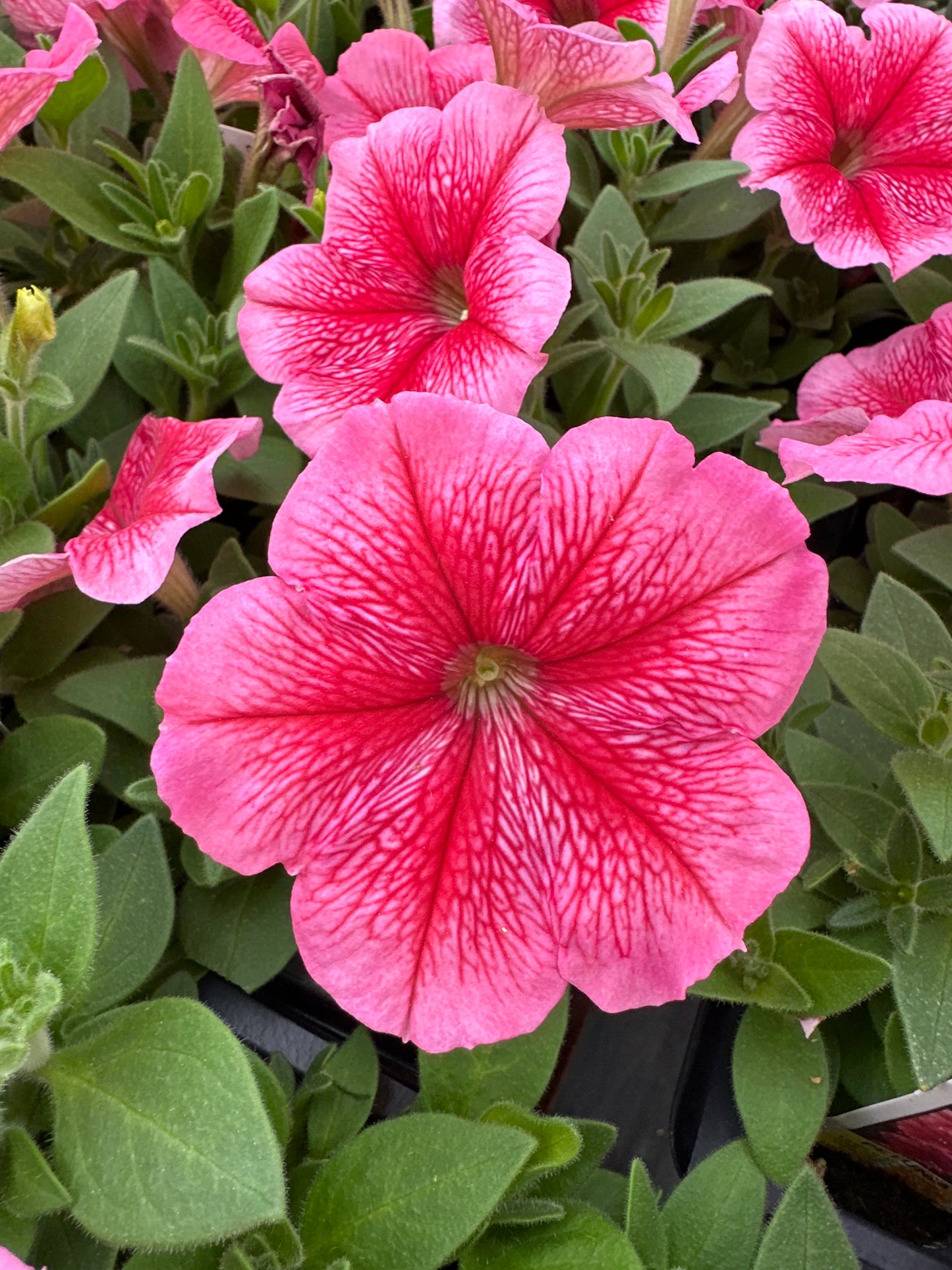 PETUNIA MADNESS SUMMER - FLAT OF 48 PLANTS