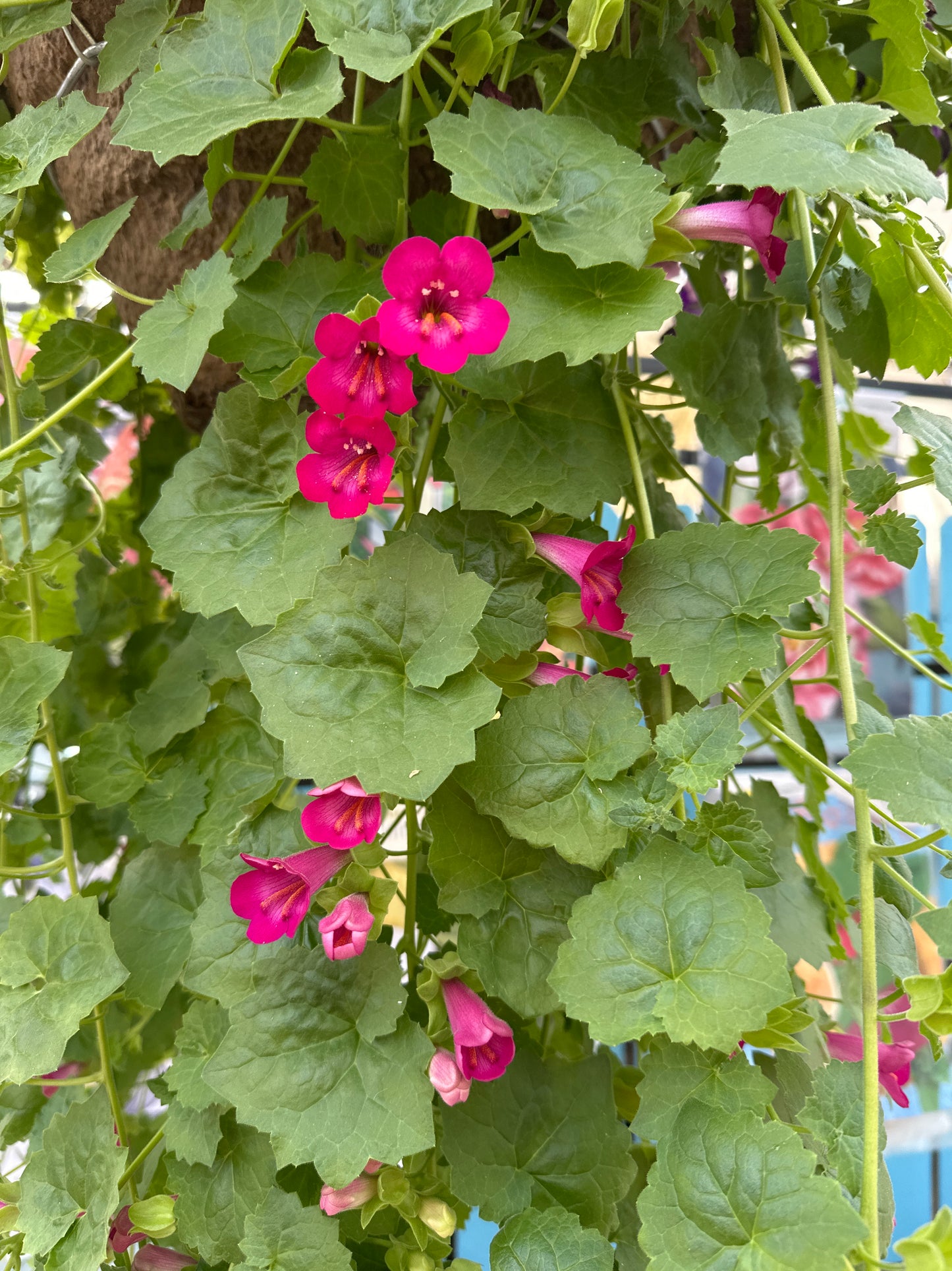 BASKET #8 - 16" HANGING BASKET