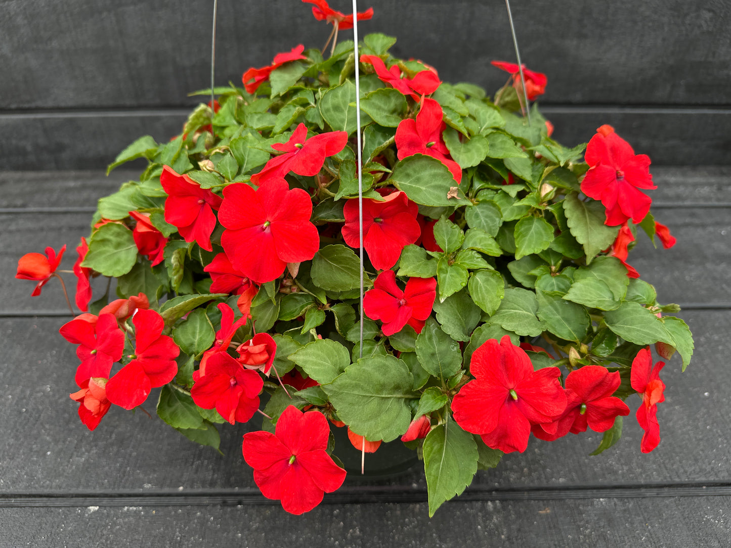 IMPATIENS BEACON BRIGHT RED - 10" HANGING BASKET