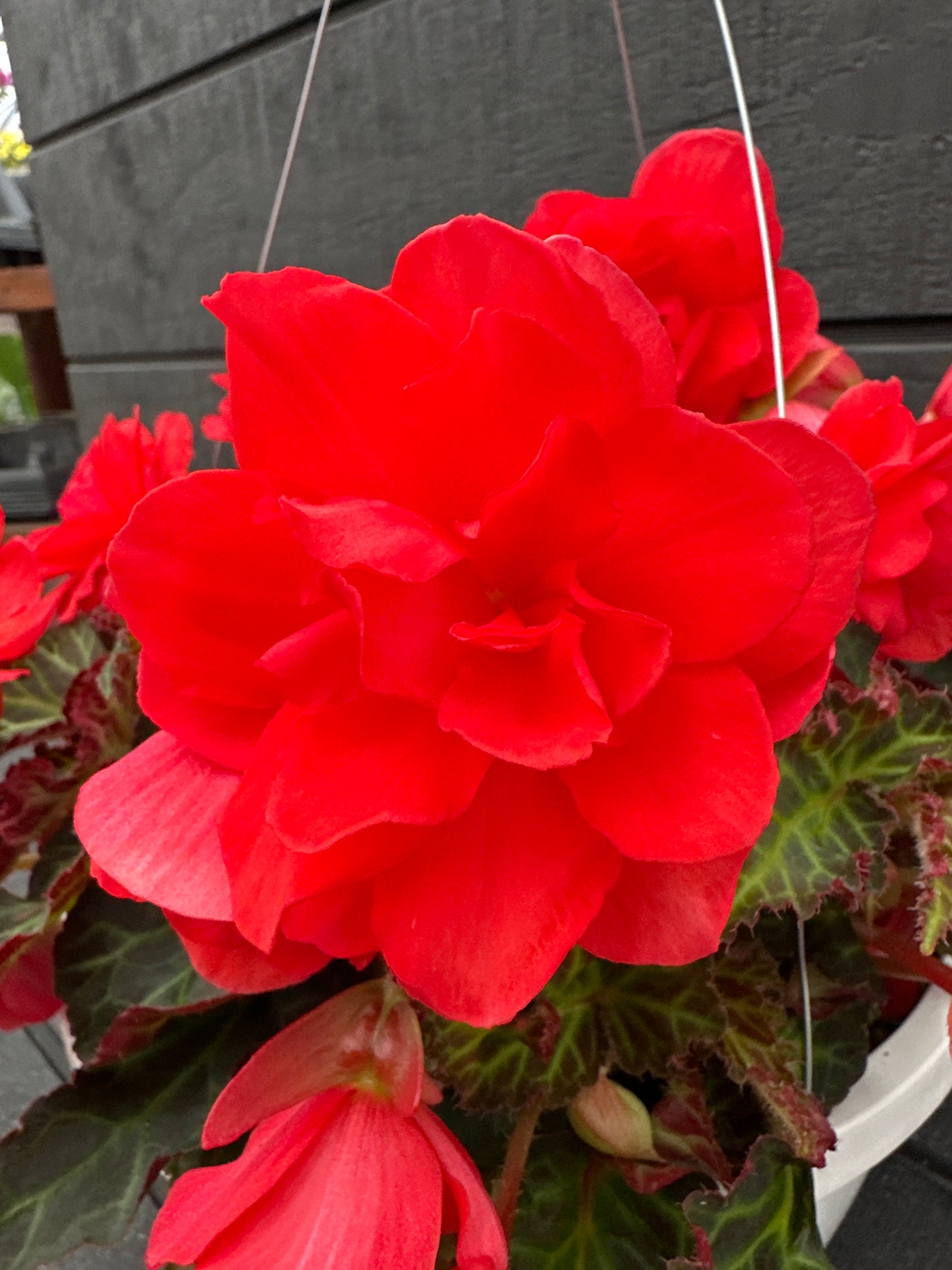 BEGONIA ICONIA MISS MALIBU - 10'' HANGING BASKET