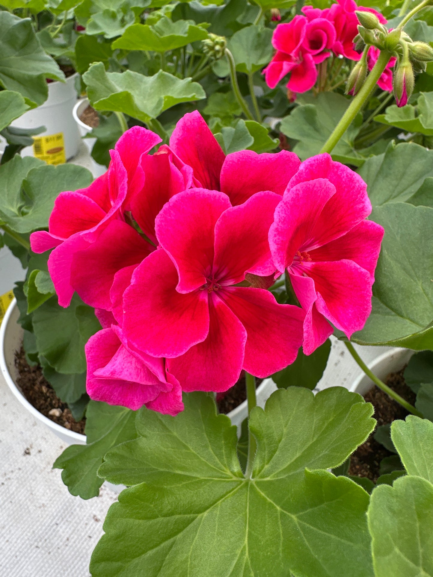 GERANIUM CALLIOPE CRIMSON FLAME - 6'' POT