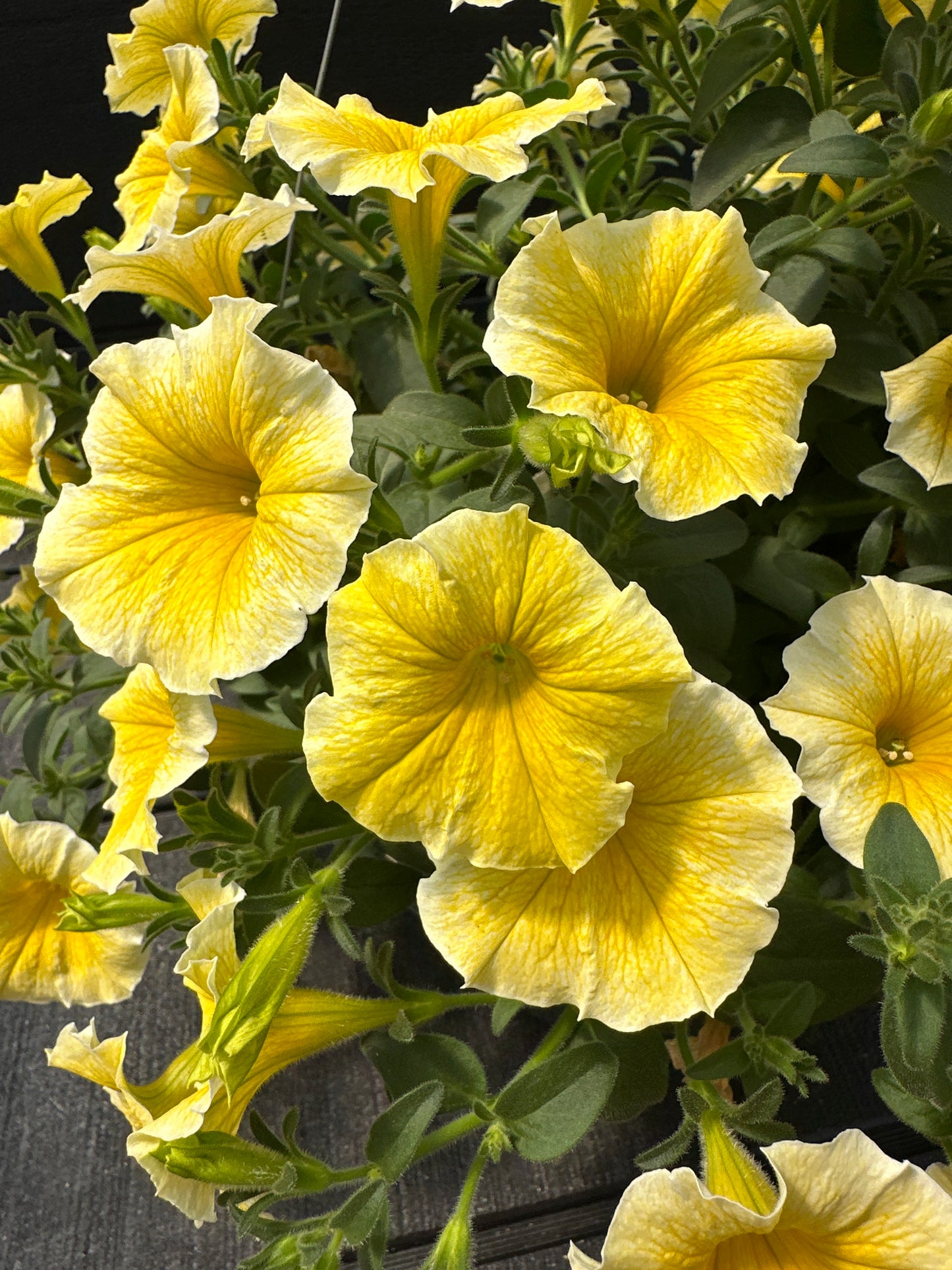 PETUNIA BEE'S KNEES - 10'' HANGING BASKET