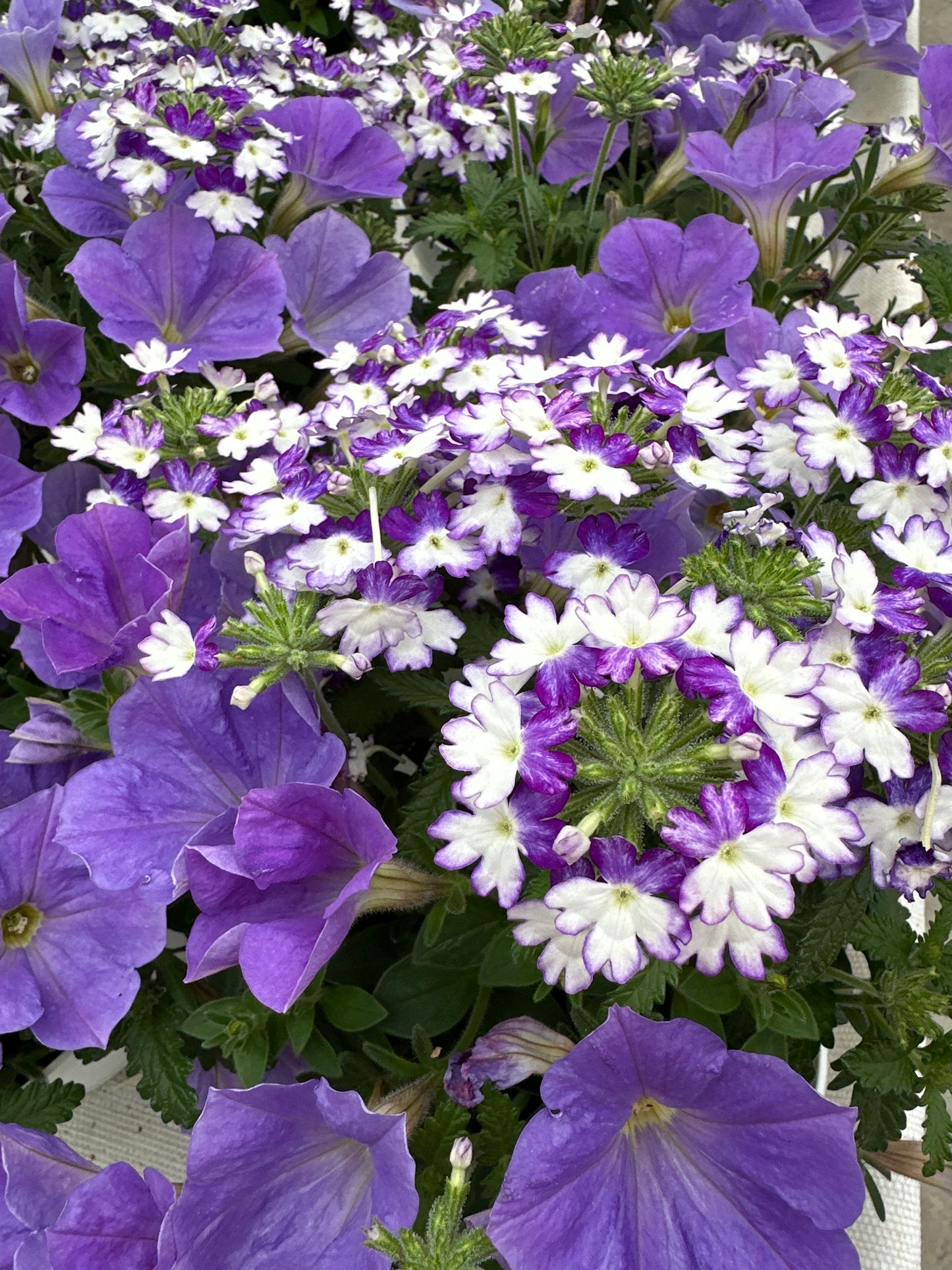 COMBO SHOCKING BLUE - 6" POT