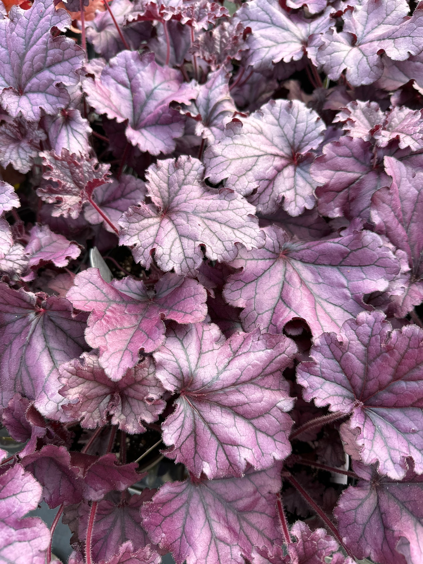 HEUCHERA FOREVER PURPLE - QUART POT