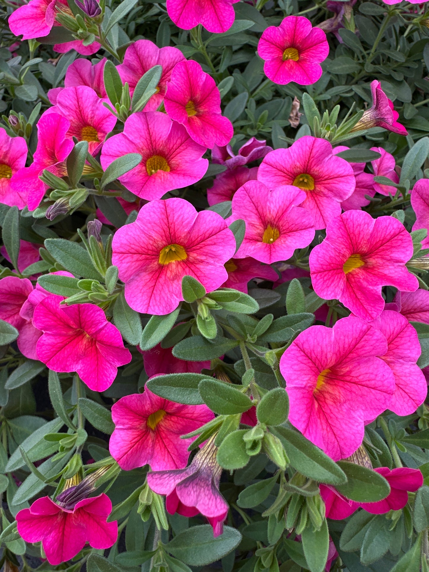 CALIBRACHOA CABARET HOT PINK - 10" HANGING BASKET