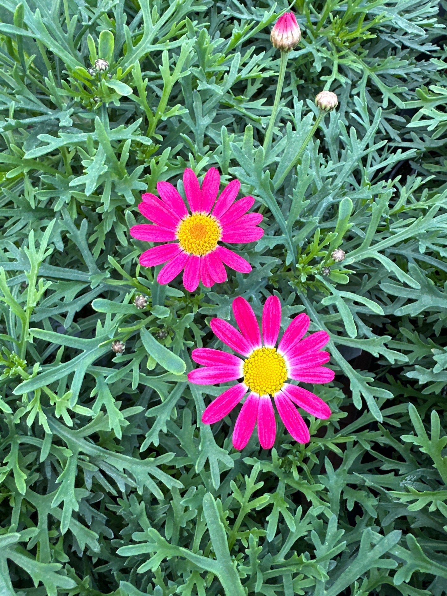 DAISY SASSY RED - 4'' POT