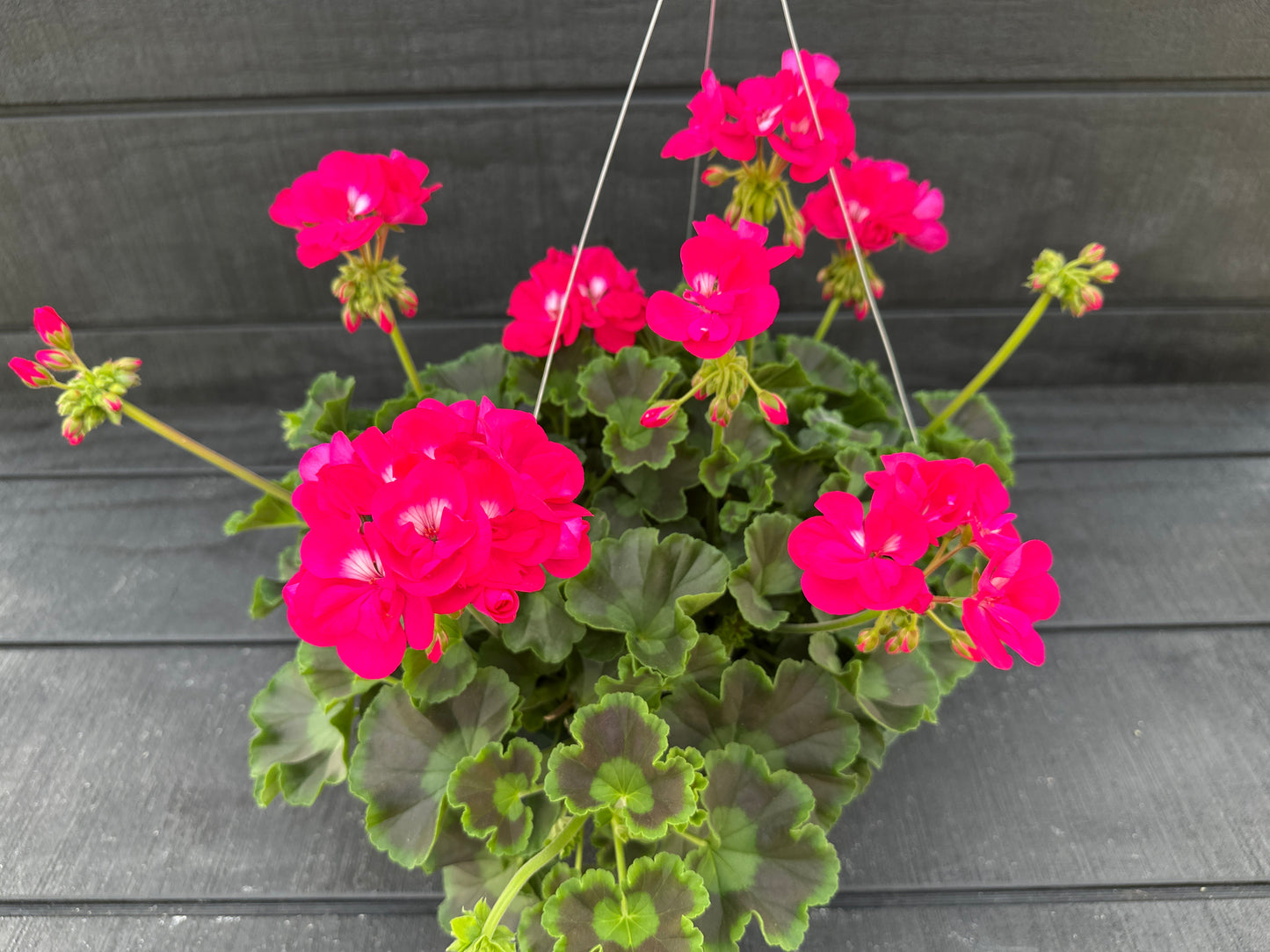GERANIUM CALLIOPE MEDIUM HOT ROSE - 10" HANGING BASKET