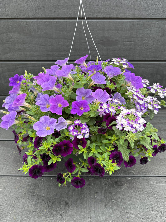 COMBO SHOCKING BLUE - 10" HANGING BASKET