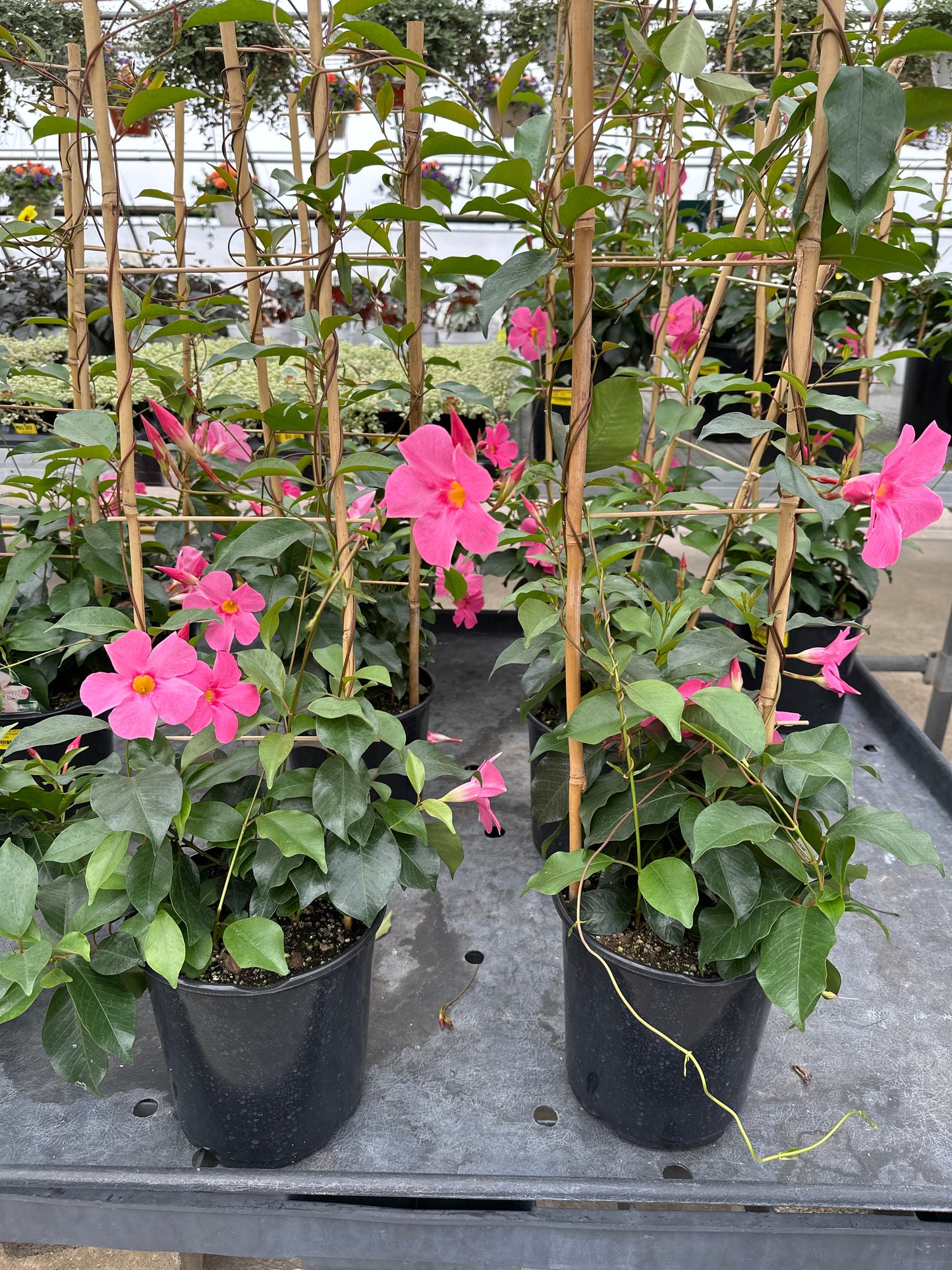 MANDEVILLA SUN 'PARASOL PINK'
