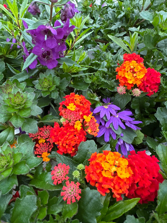 COMBO SHINDIG - 6" POT