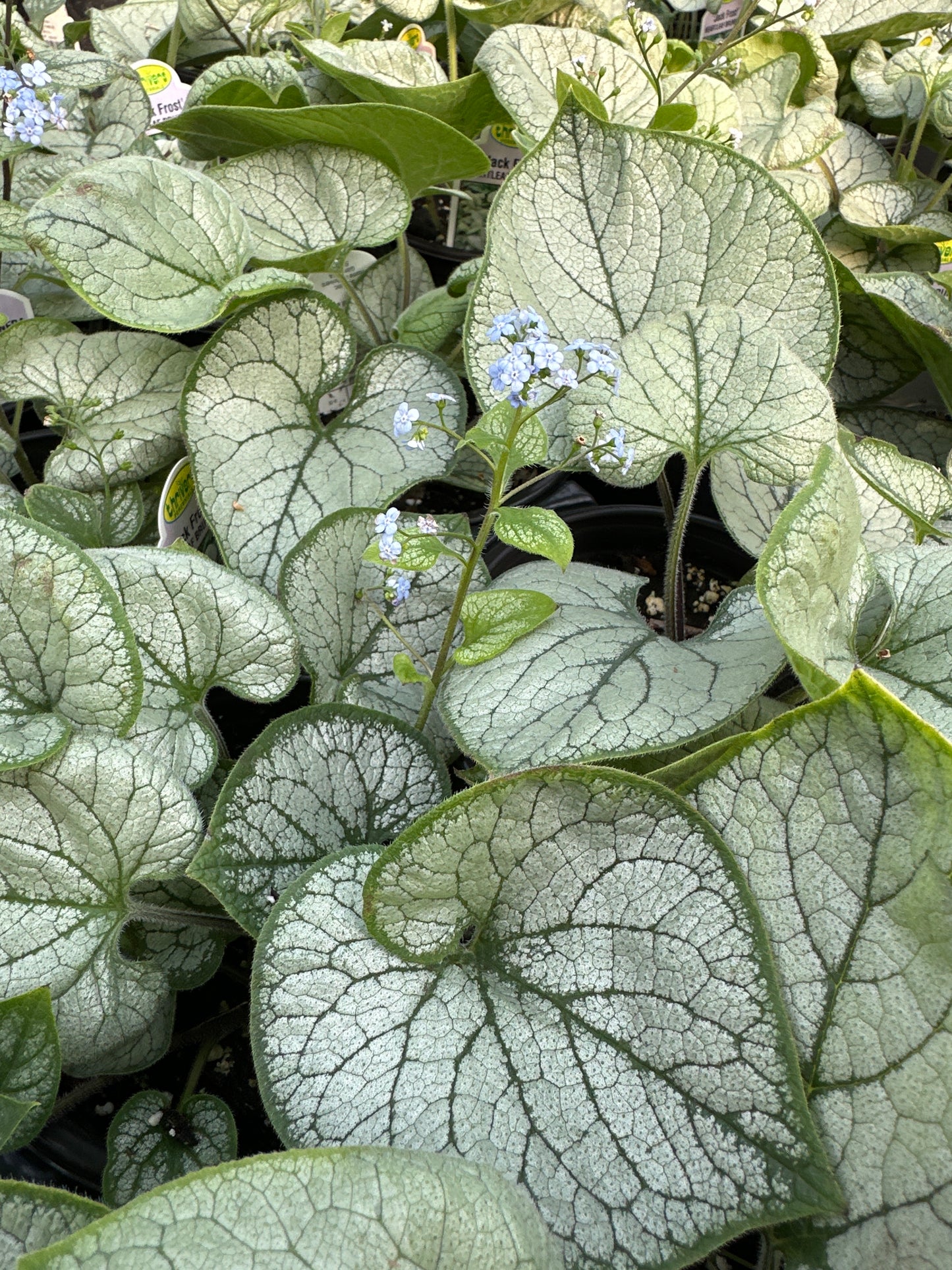 BRUNNERA JACK FROST - QUART POT