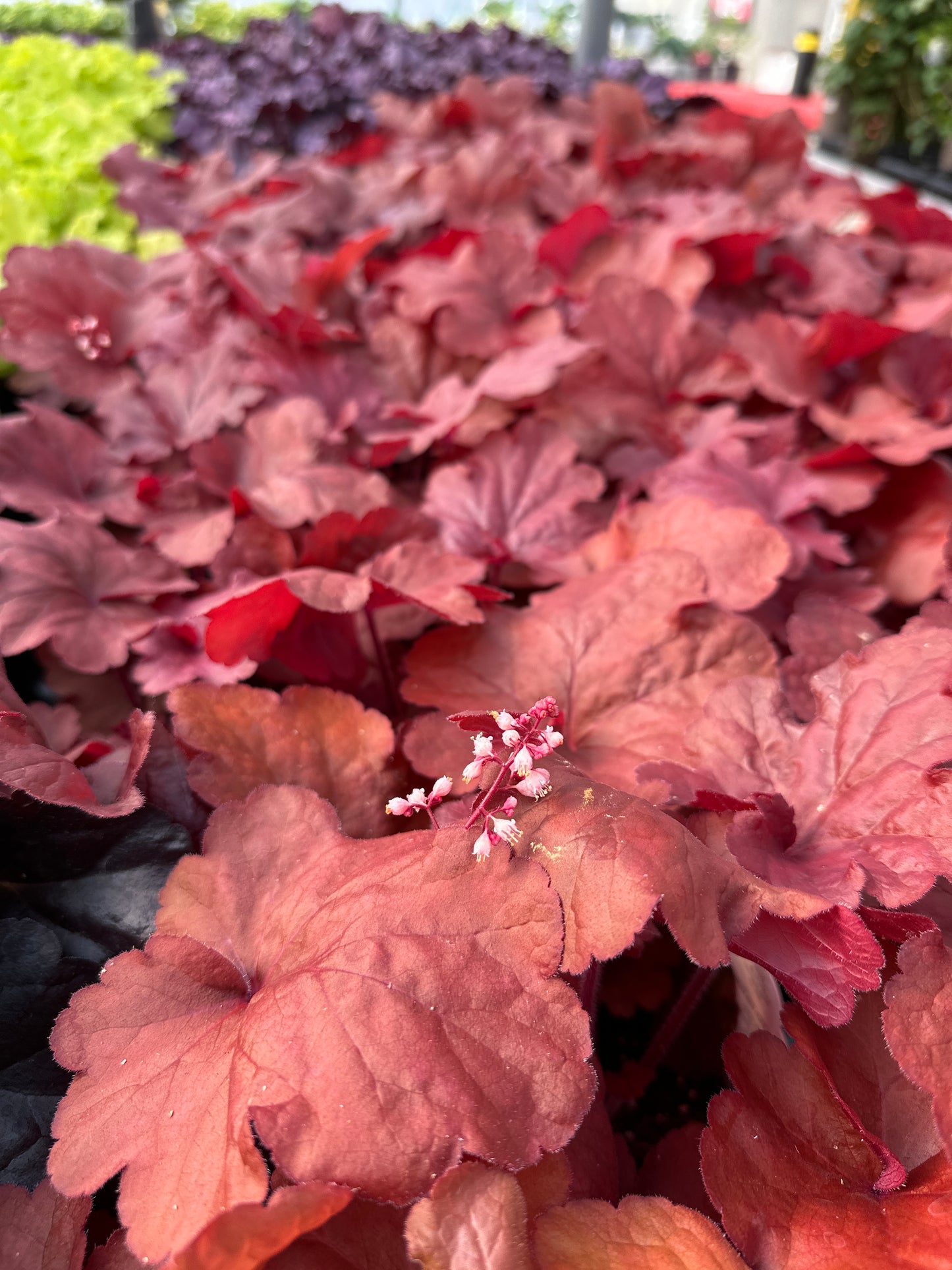 HEUCHERA FIRE ALARM - QUART POT
