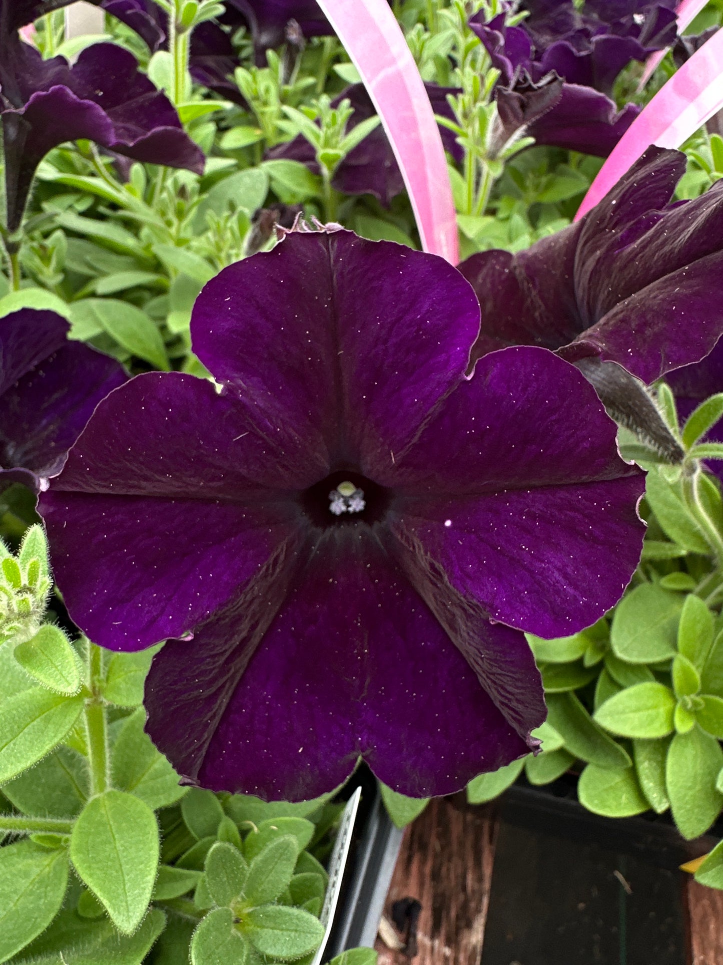 PETUNIA EASY WAVE NAVY VELOUR - JUMBO 6 PACK