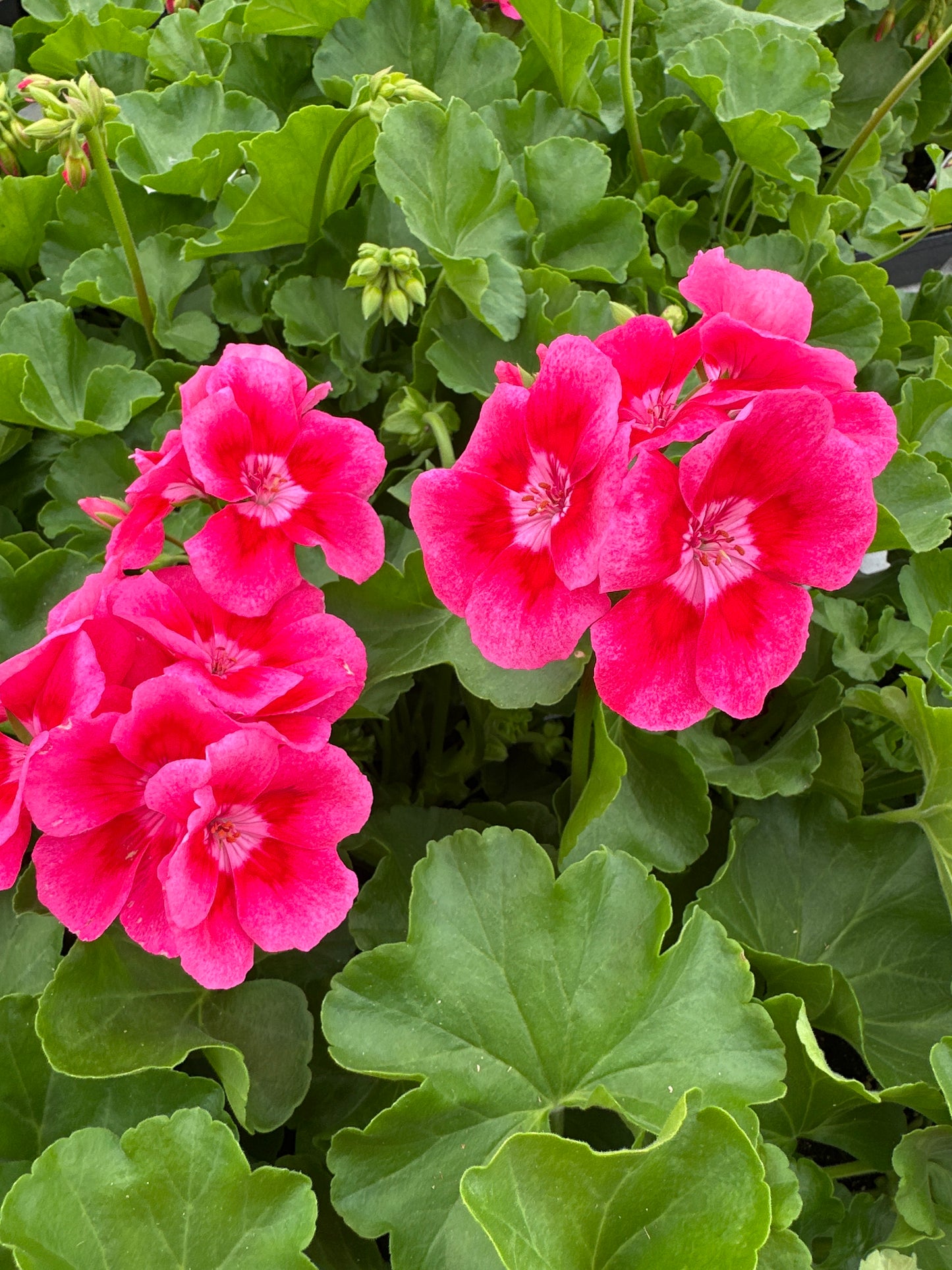 GERANIUM CALLIOPE MEDIUM ROSE MEGA SPLASH - 4" POT