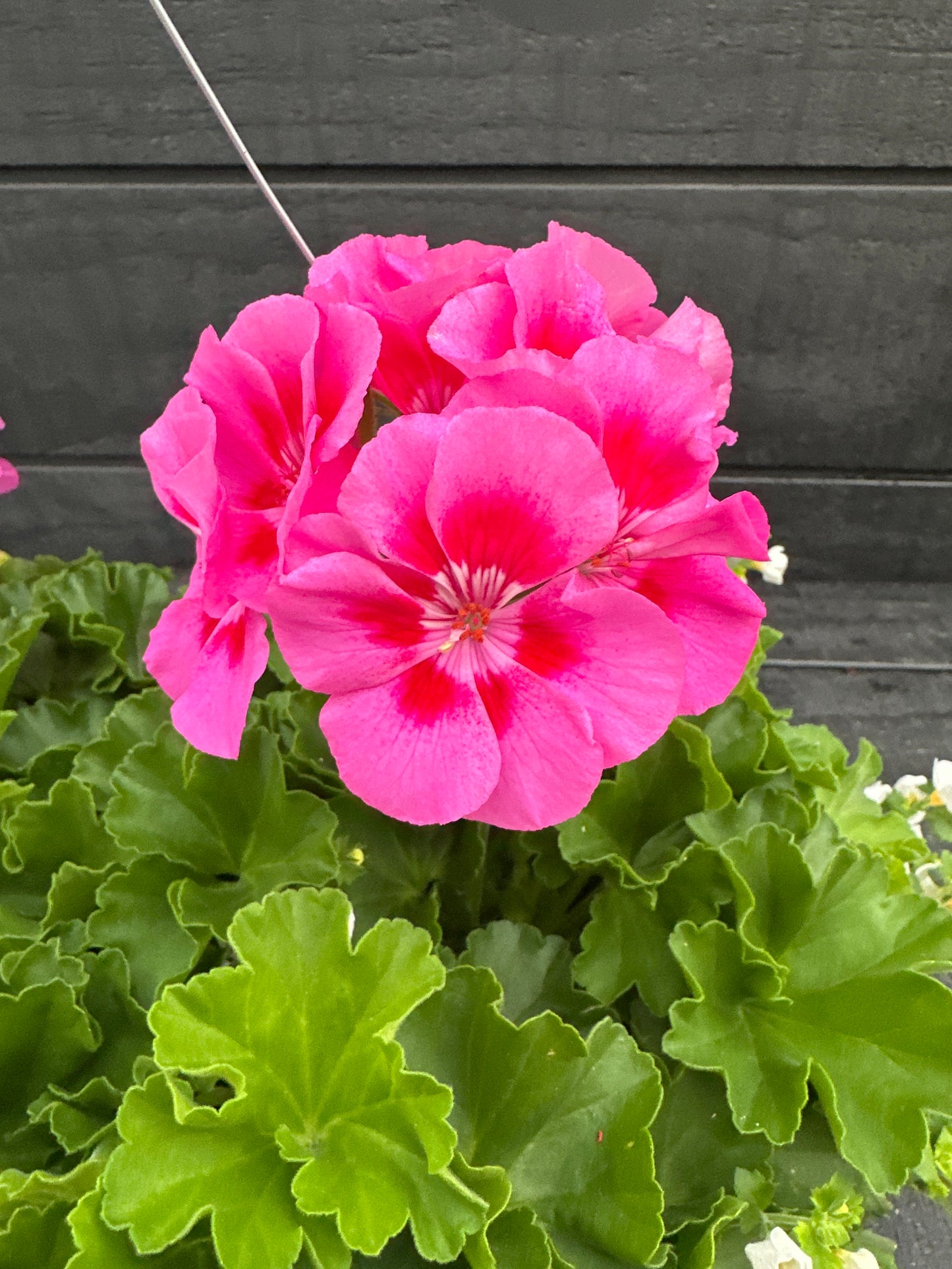 BASKET #43 - 10" HANGING BASKET