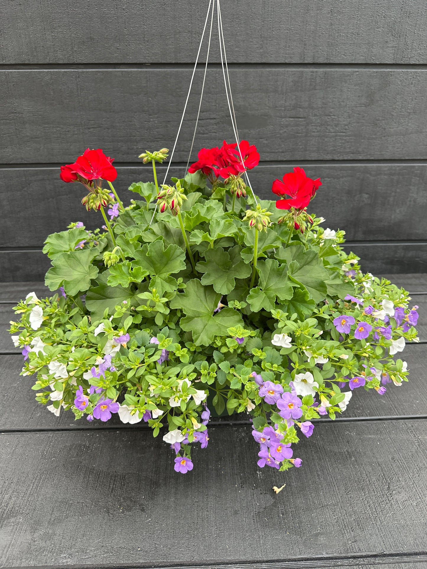 BASKET #86 - 12'' HANGING BASKET