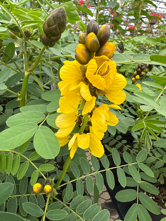 CASSIA POPCORN - QUART POT