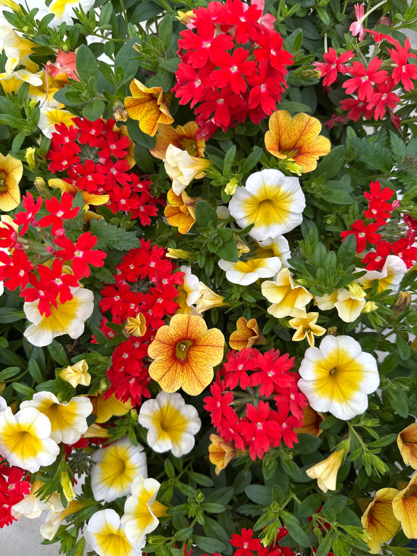 COMBO SUNSHINY DAY - 6'' POT