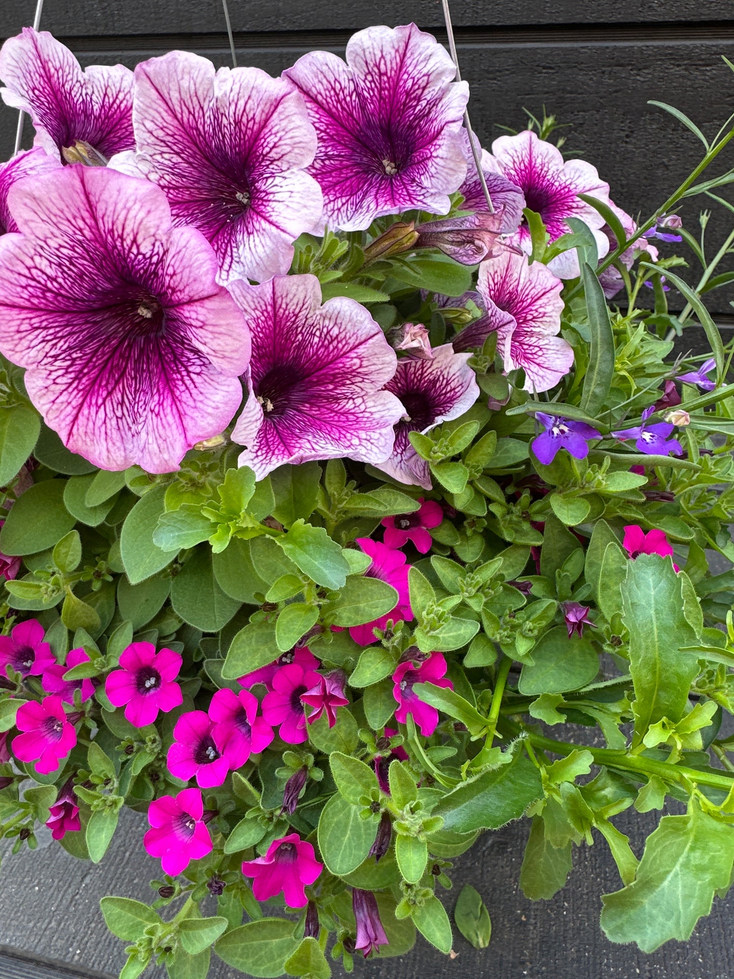 COMBO VIOLET RIOT - 10'' HANGING BASKET