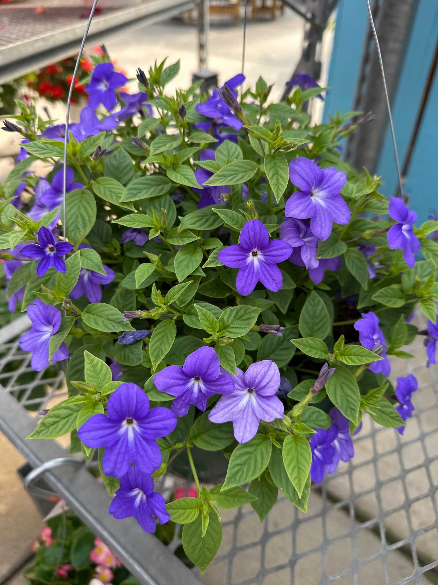BROWALLIA ENDLESS ILLUMINATION BLUE - 10" HANGING BASKET