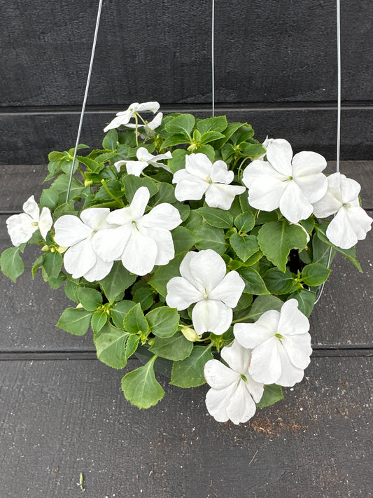 IMPATIENS BEACON WHITE - 8'' HANGING BASKET