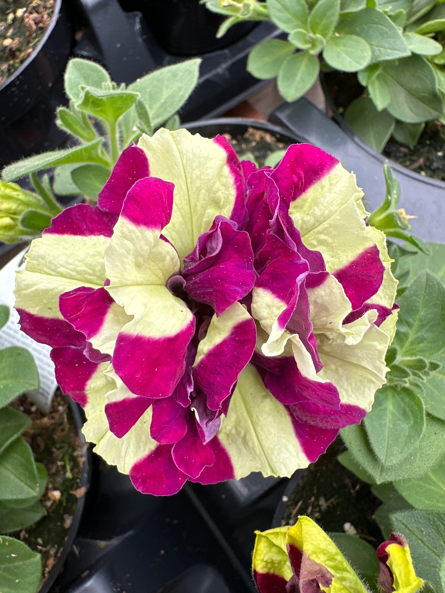 PETUNIA VOGUE DOUBLE LEMON BERRY - 4" POT