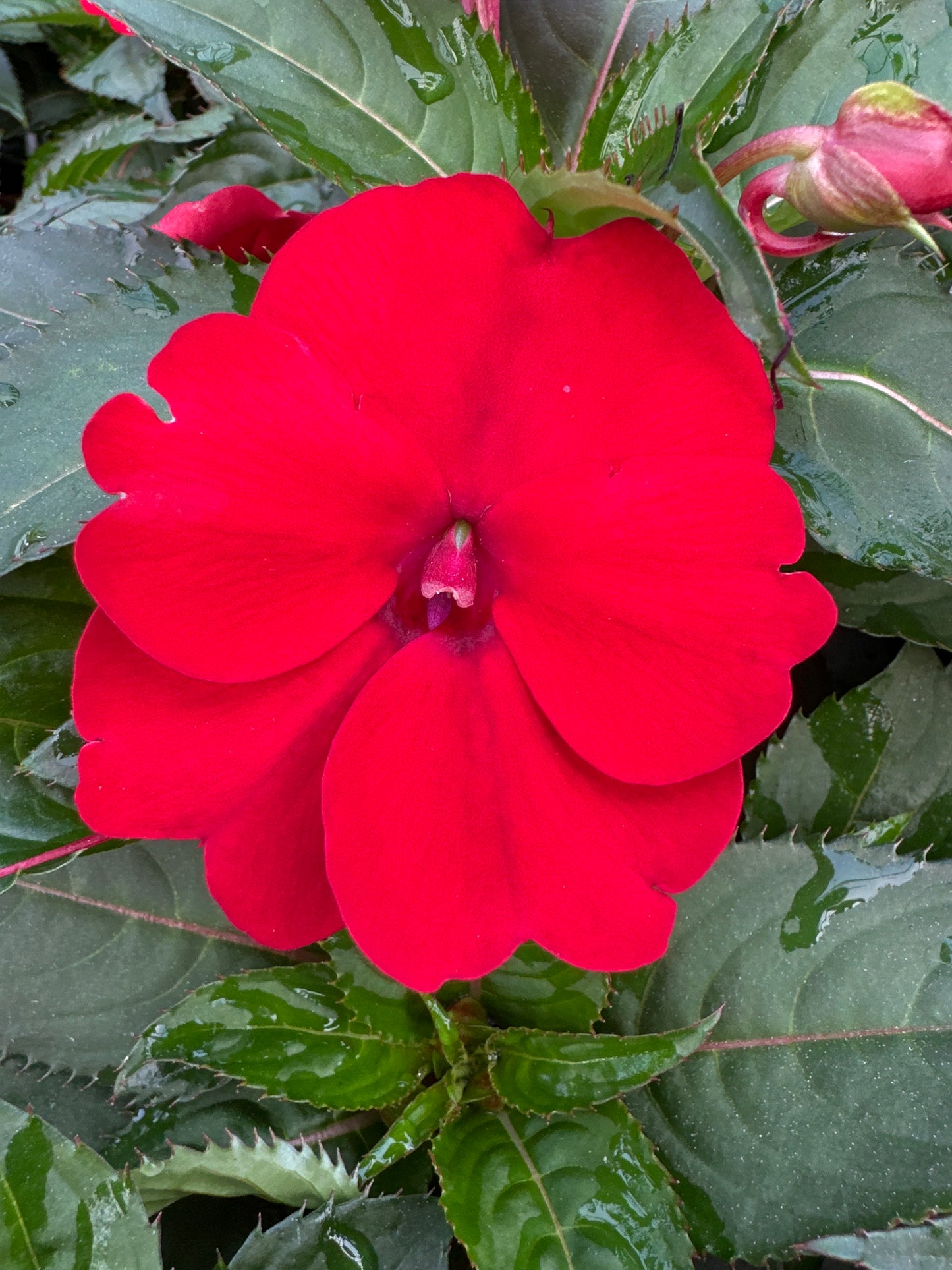 SUNPATIENS COMPACT RED - JUMBO 6 PACK