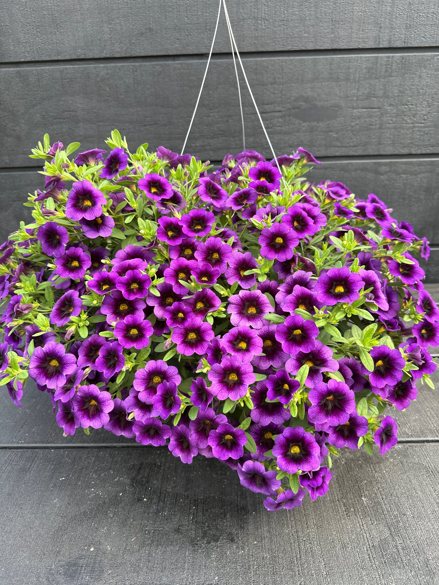 CALIBRACHOA SUPERBELLS GRAPE PUNCH - 10" HANGING BASKET