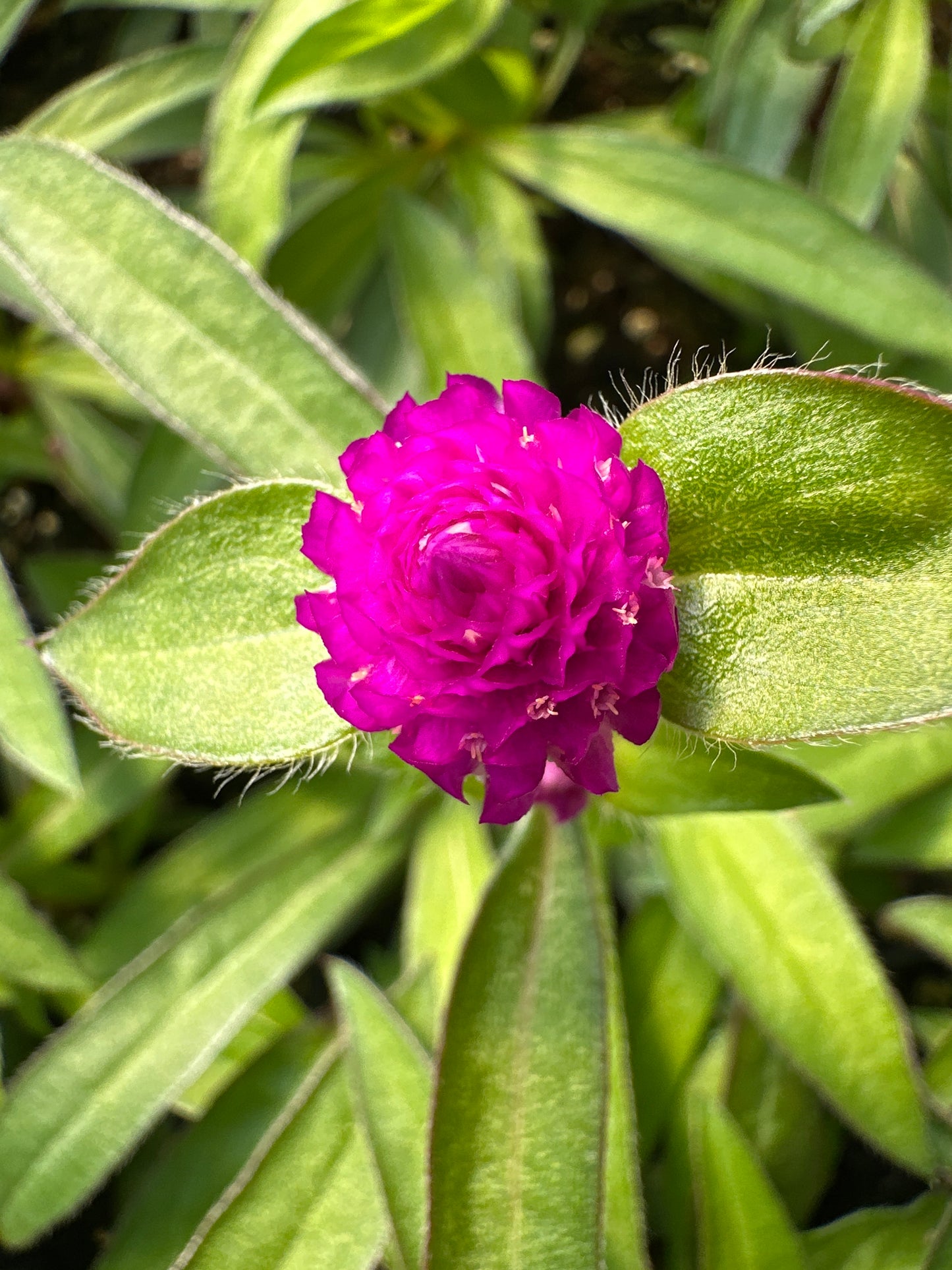 GOMPHRENA PING PONG PURPLE - JUMBO 6 PACK