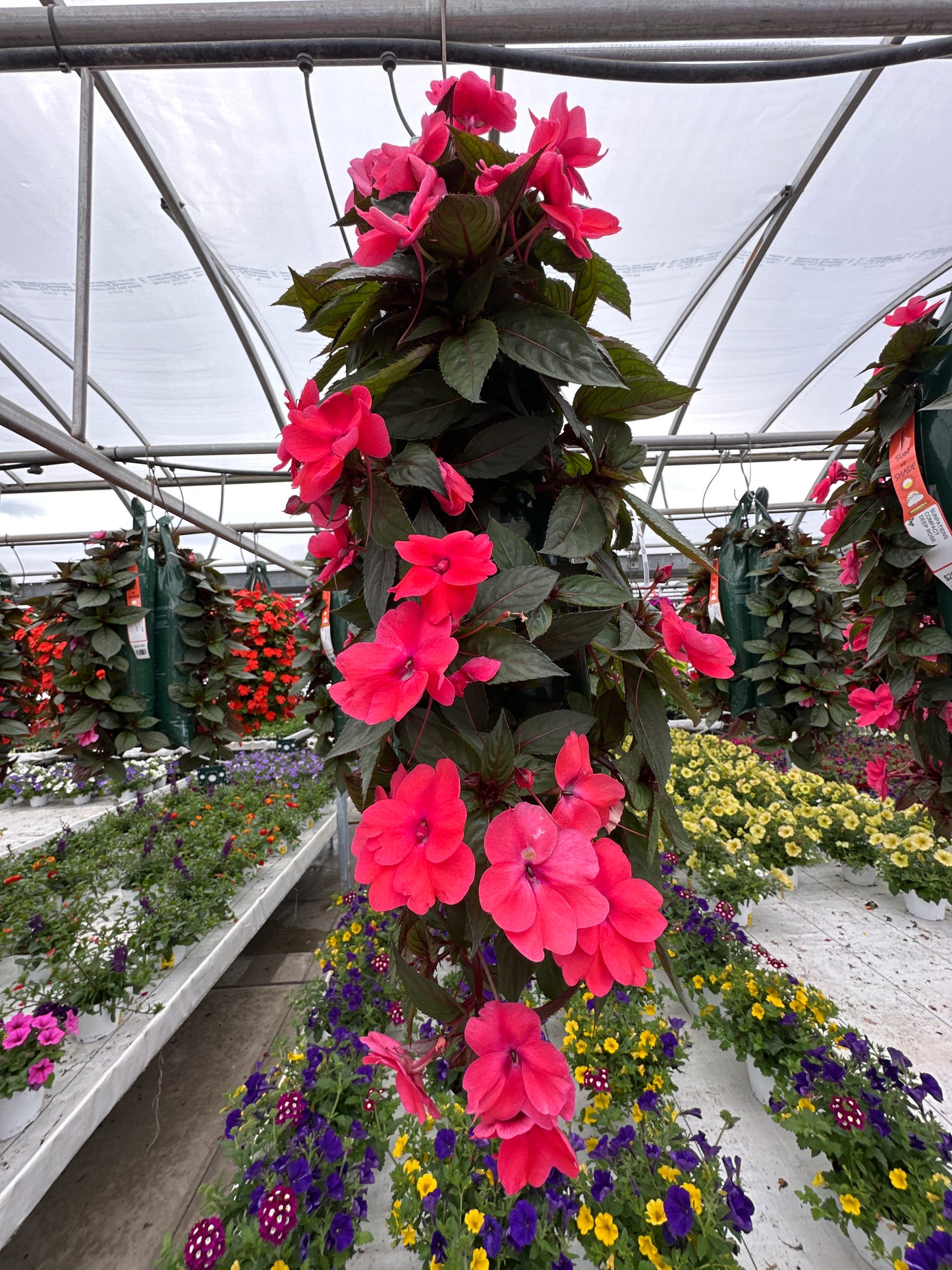 SUNPATIENS COMPACT DEEP ROSE - FLOWER BAG