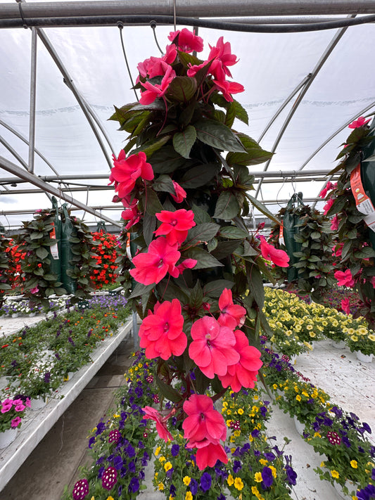 SUNPATIENS COMPACT DEEP ROSE - FLOWER BAG
