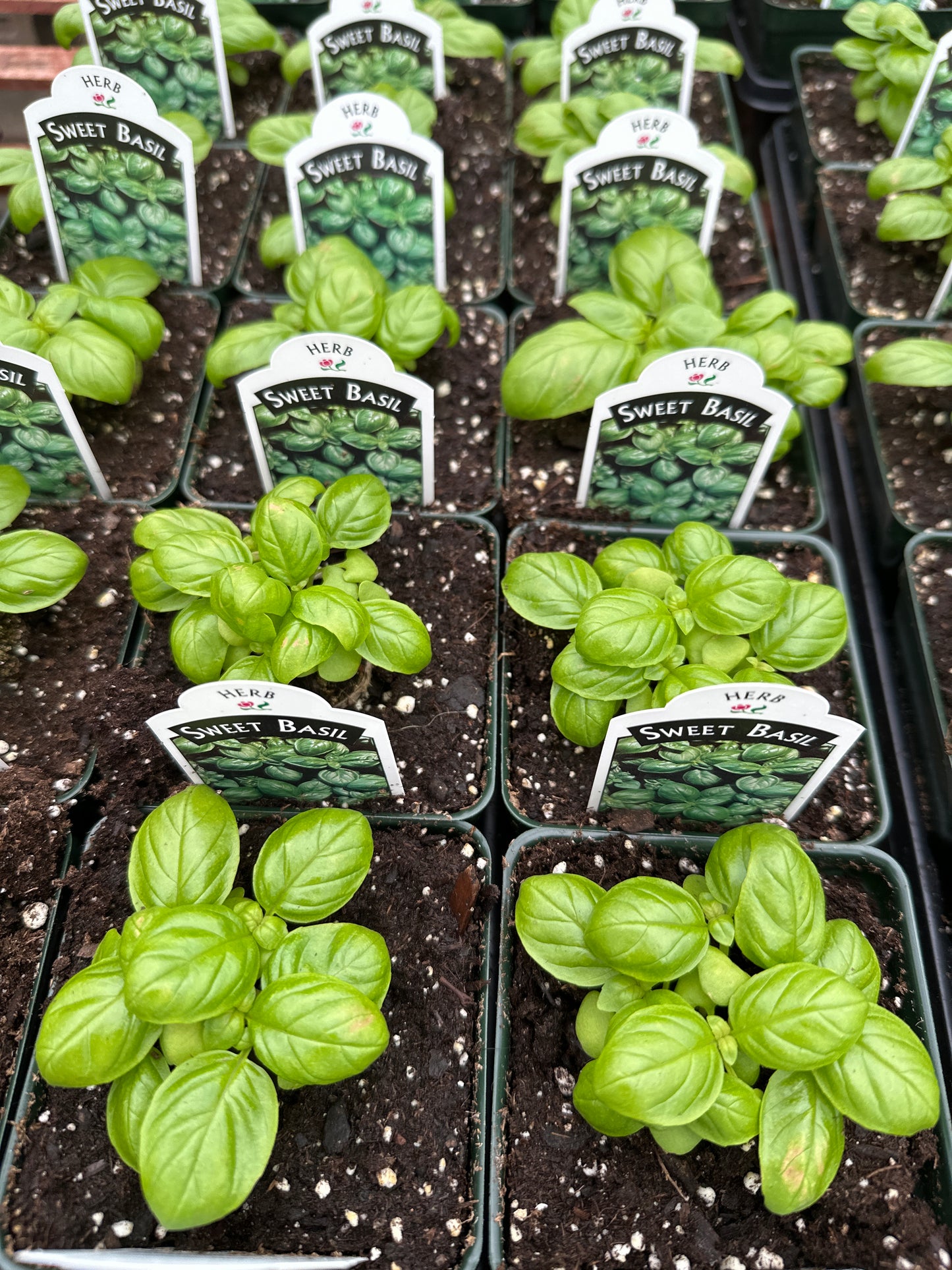 BASIL SWEET OCIMUM BASILICUM