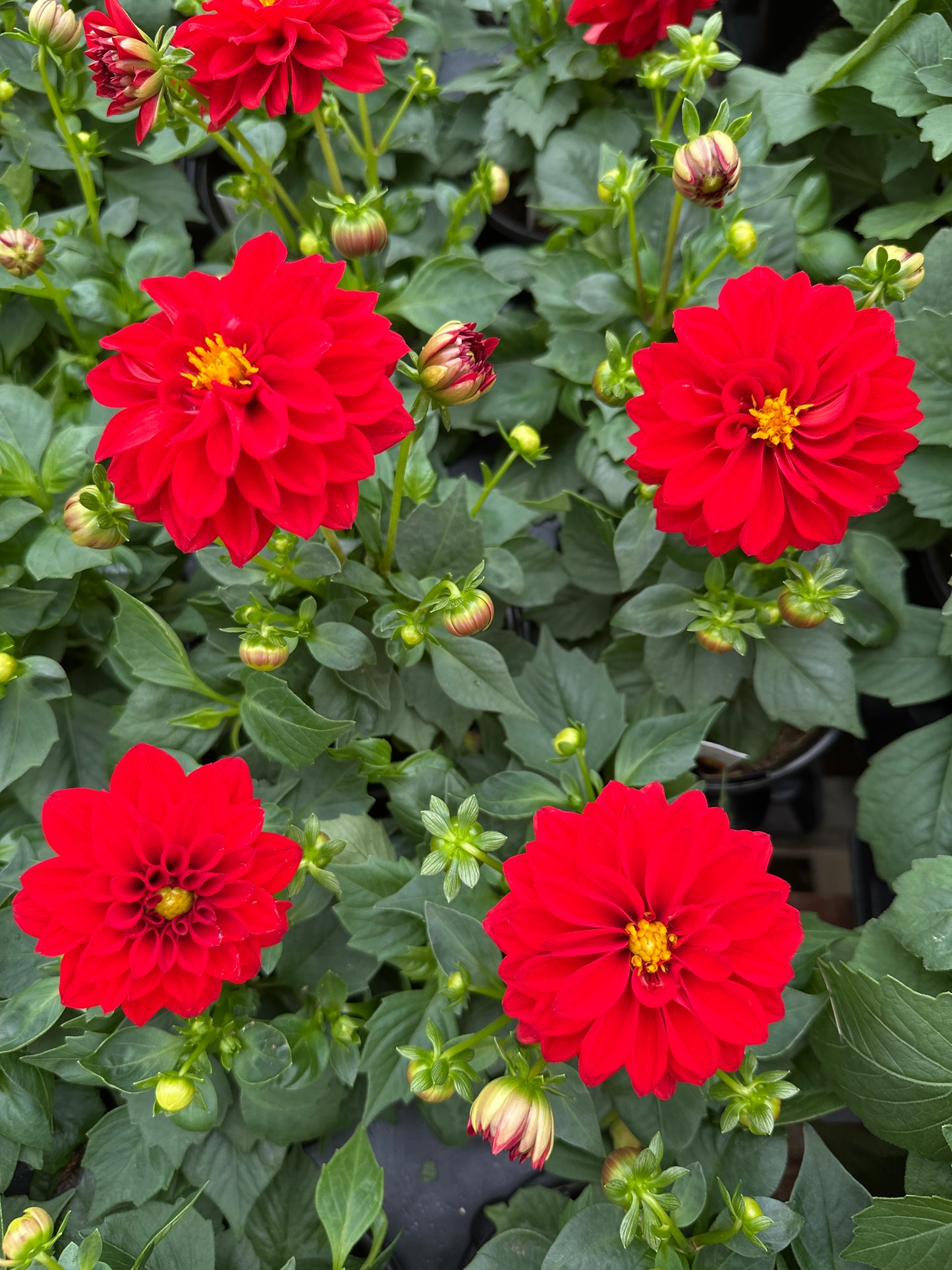 DAHLIA DAHLINOVA OREGON - QUART POT