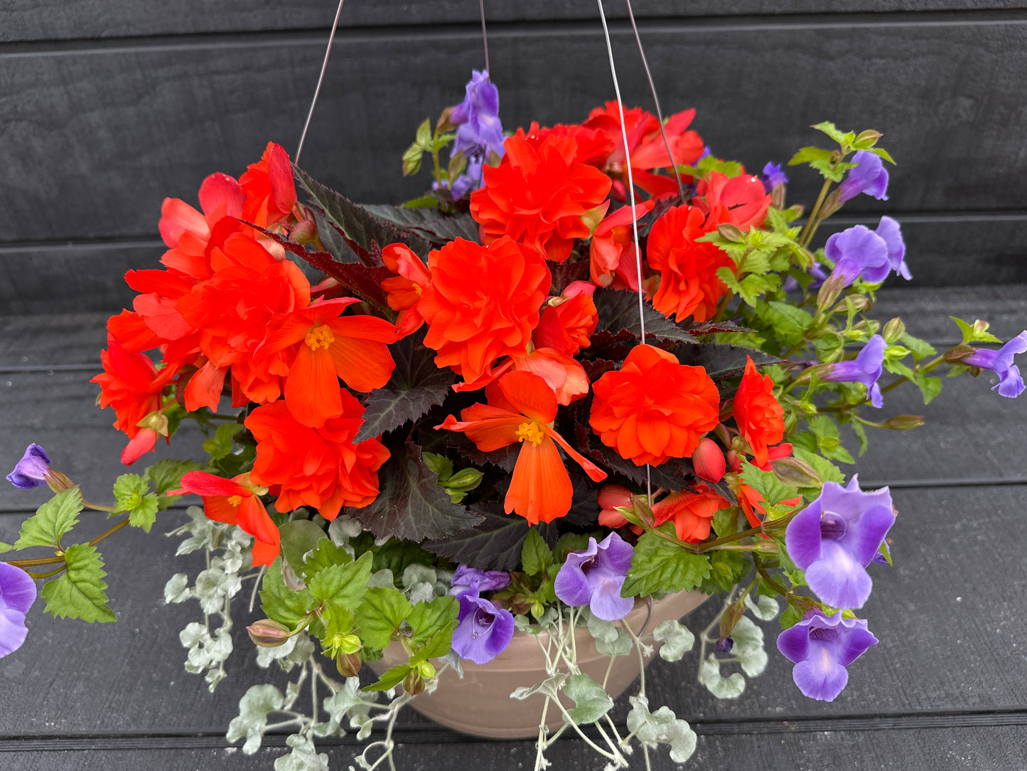BASKET #76 - 12" HANGING BASKET