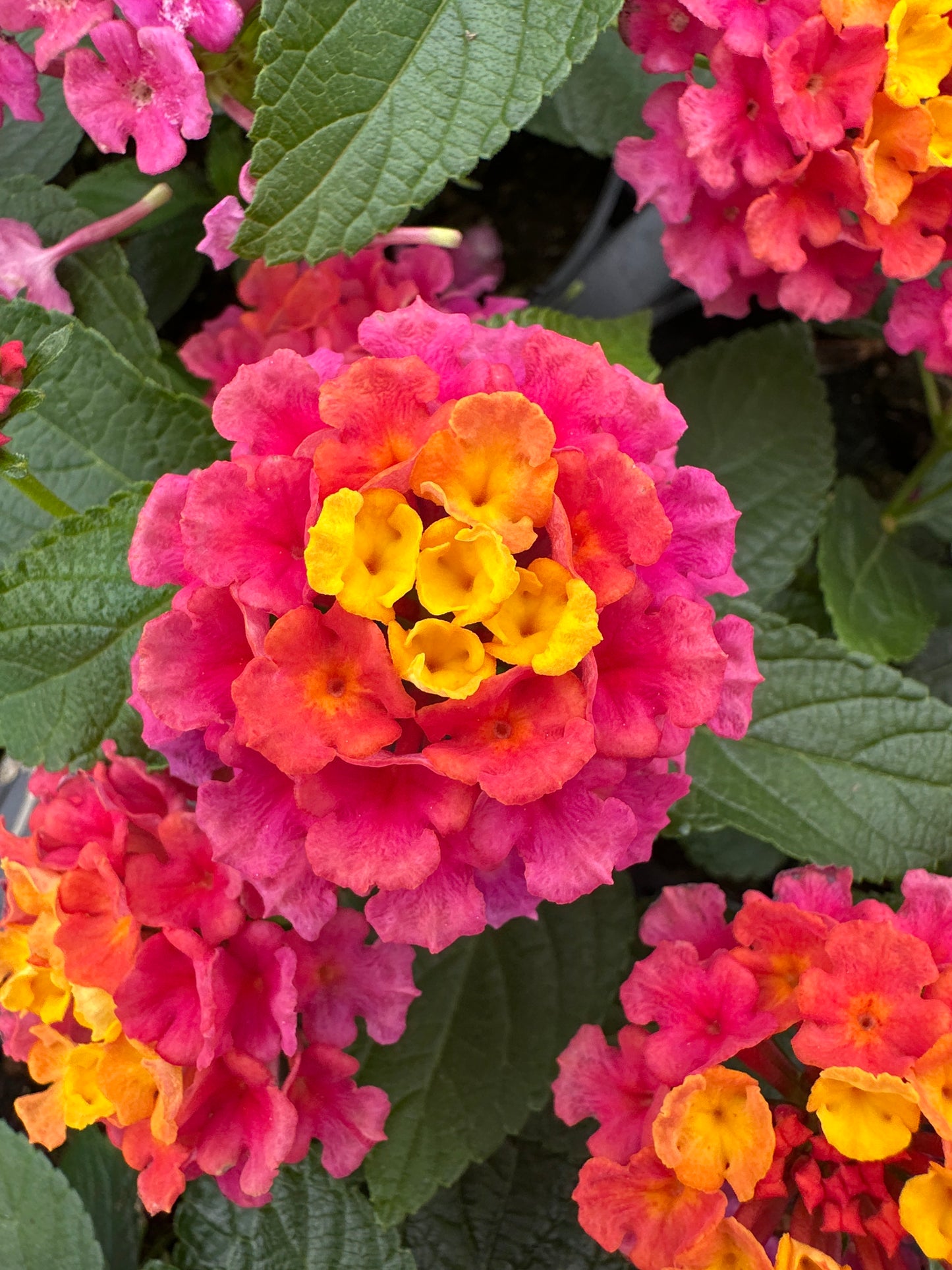 LANTANA LANDMARK SUNRISE ROSE - 4'' POT