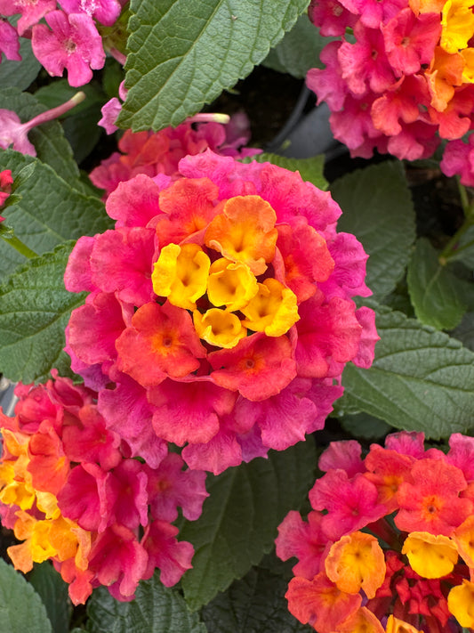 LANTANA LANDMARK SUNRISE ROSE - 4'' POT