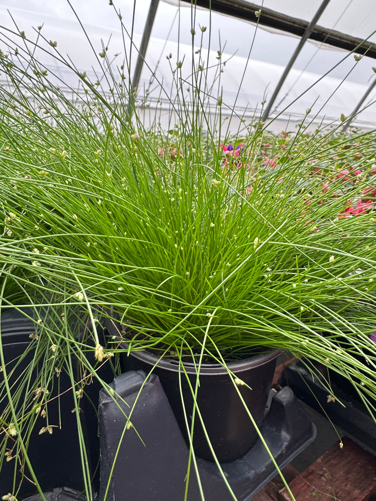 Cernuous FIBRE OPTIC PLANT SCIRPUS CERNUOUS - QUART POT – Deneweth's Garden Center